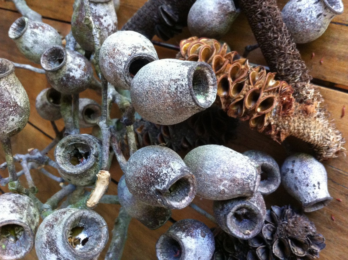 Pine Cones – The Spiky Hero